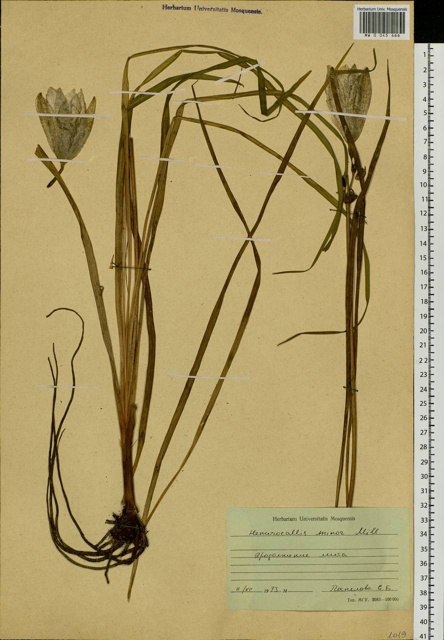 Hemerocallis minor Mill., Siberia, Russian Far East (S6) (Russia)
