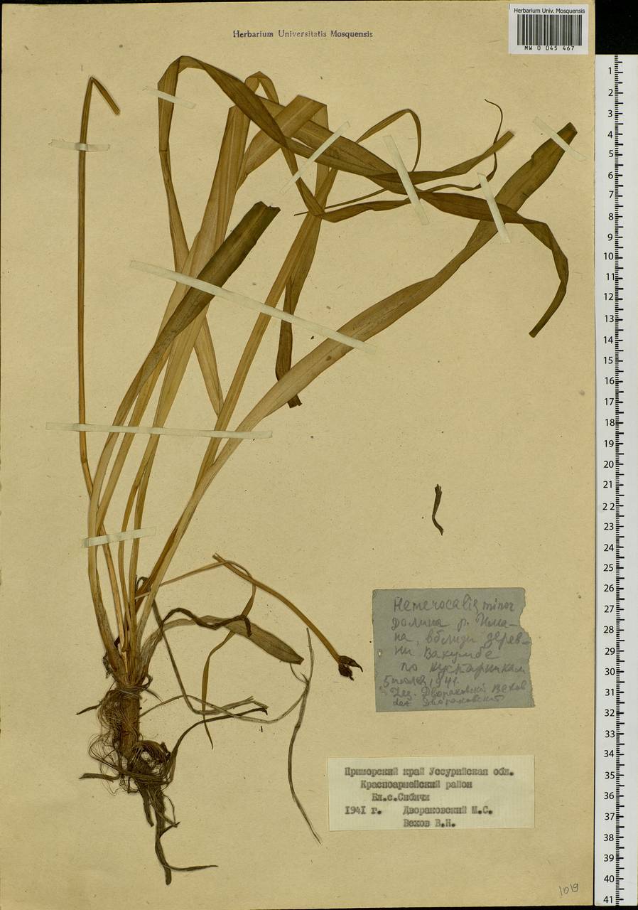 Hemerocallis minor Mill., Siberia, Russian Far East (S6) (Russia)