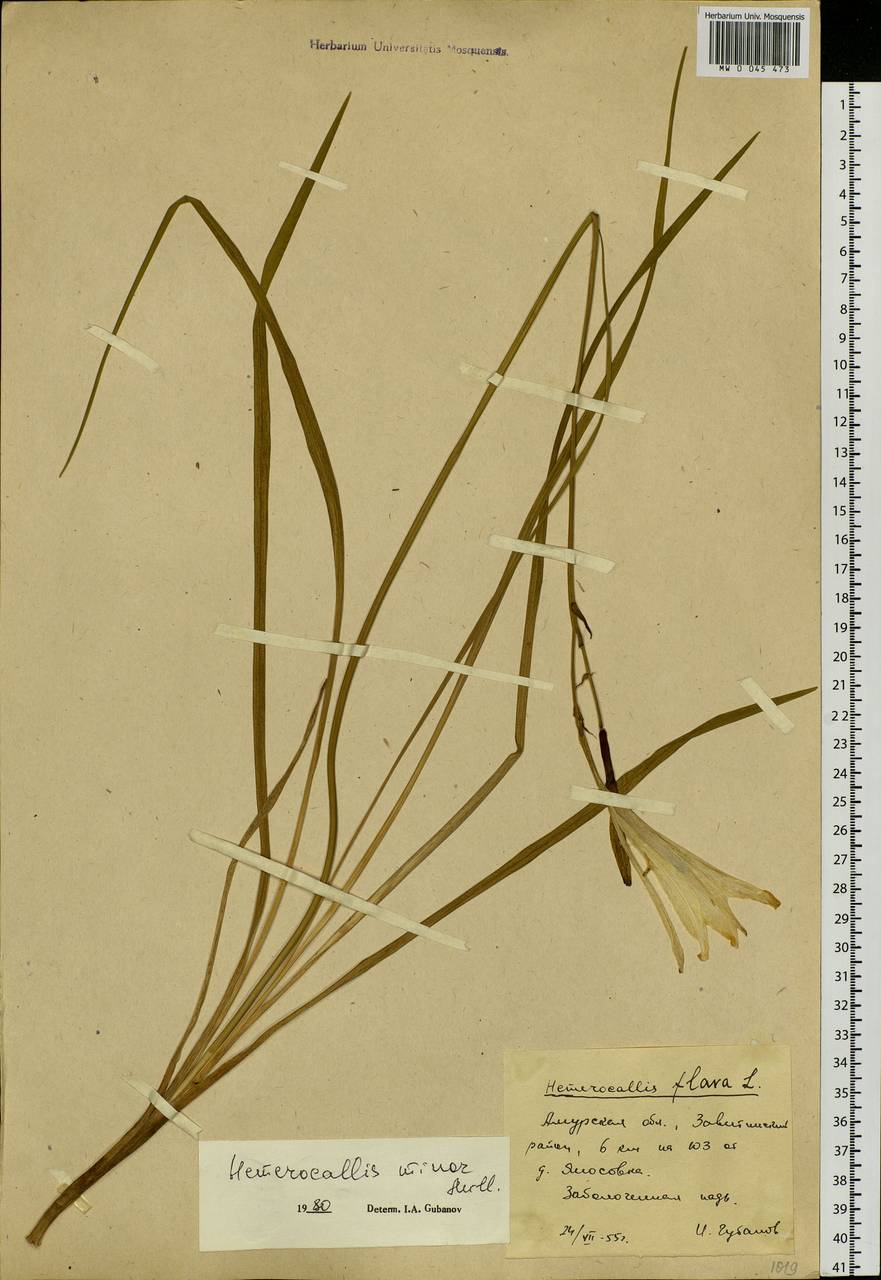 Hemerocallis minor Mill., Siberia, Russian Far East (S6) (Russia)