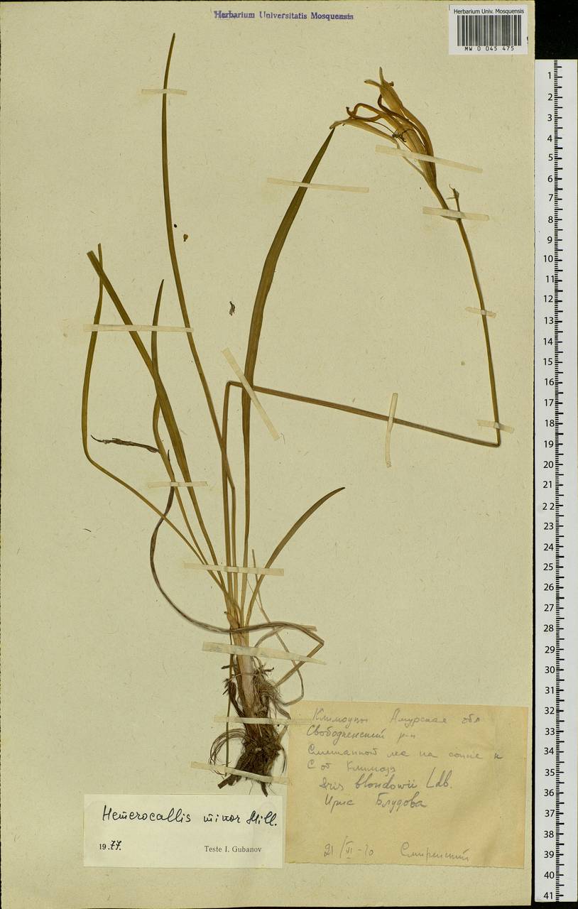 Hemerocallis minor Mill., Siberia, Russian Far East (S6) (Russia)