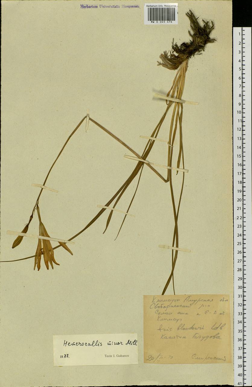 Hemerocallis minor Mill., Siberia, Russian Far East (S6) (Russia)