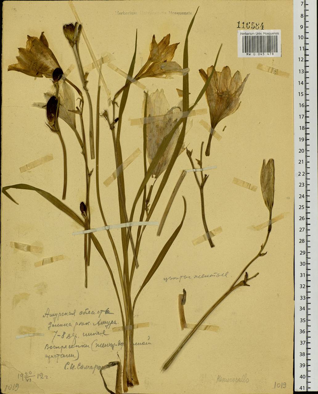 Hemerocallis minor Mill., Siberia, Russian Far East (S6) (Russia)