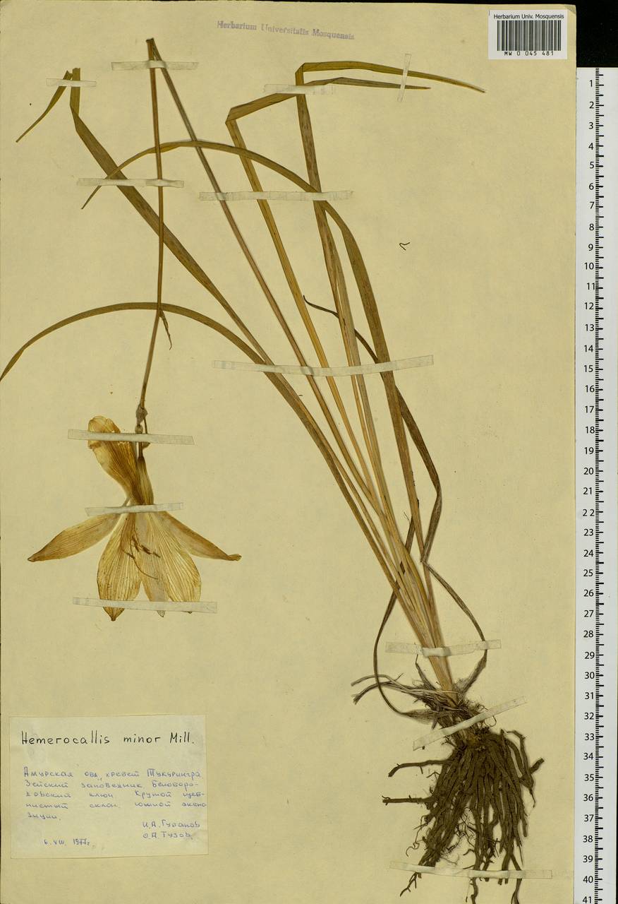 Hemerocallis minor Mill., Siberia, Russian Far East (S6) (Russia)