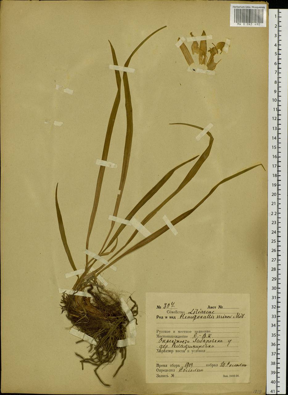 Hemerocallis minor Mill., Siberia, Russian Far East (S6) (Russia)