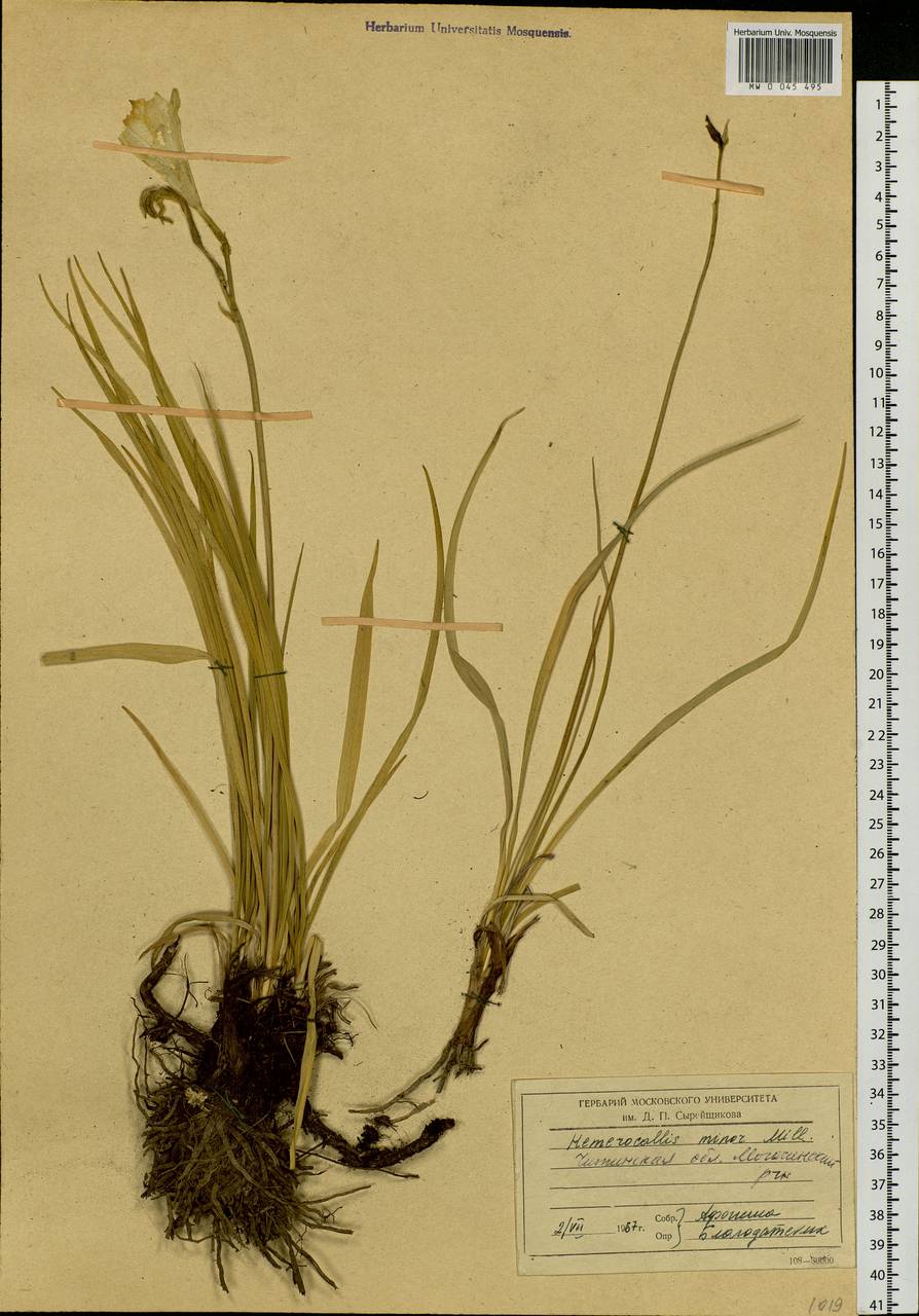 Hemerocallis minor Mill., Siberia, Baikal & Transbaikal region (S4) (Russia)