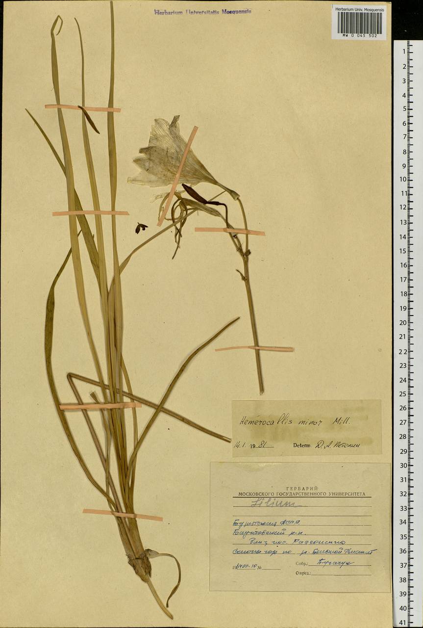 Hemerocallis minor Mill., Siberia, Baikal & Transbaikal region (S4) (Russia)