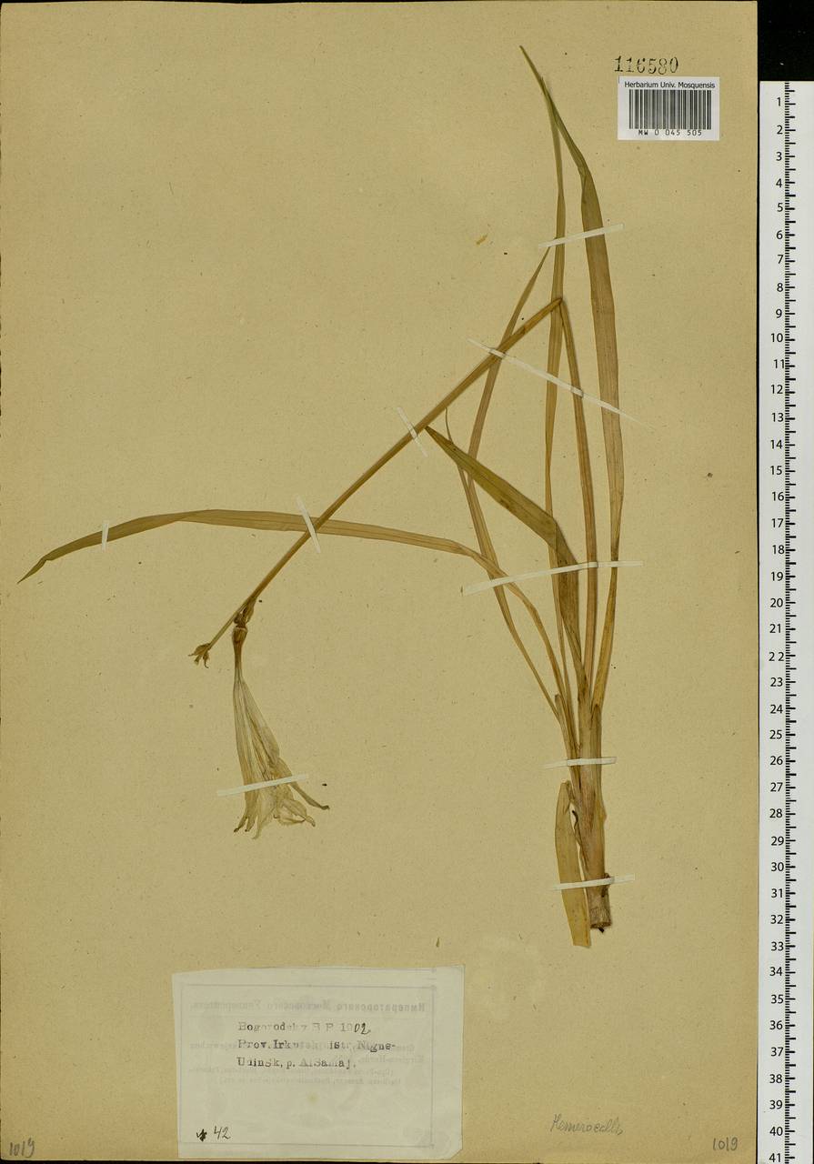 Hemerocallis minor Mill., Siberia, Baikal & Transbaikal region (S4) (Russia)