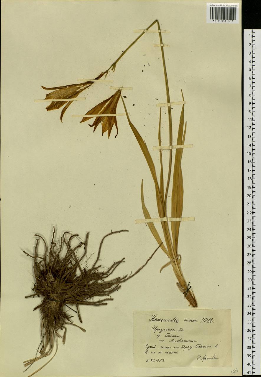 Hemerocallis minor Mill., Siberia, Baikal & Transbaikal region (S4) (Russia)