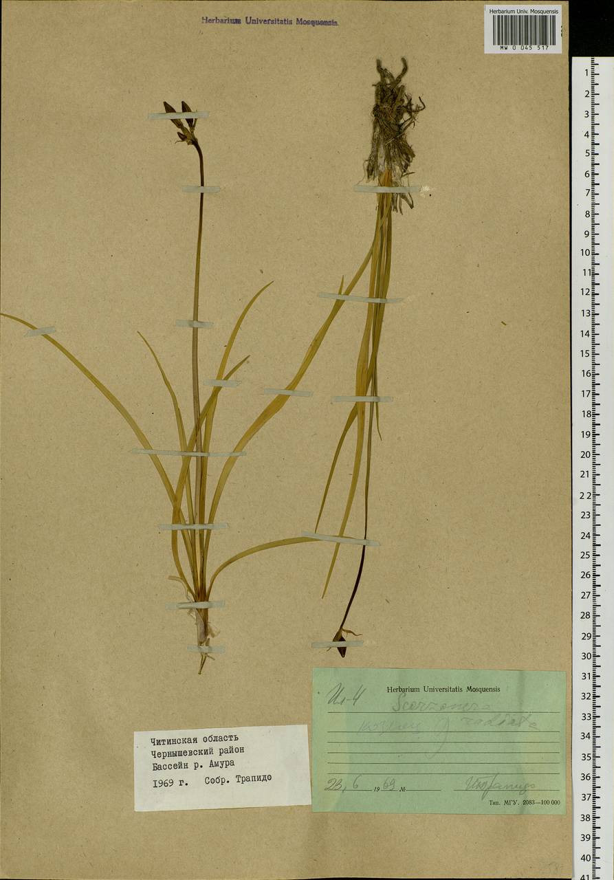 Hemerocallis minor Mill., Siberia, Baikal & Transbaikal region (S4) (Russia)