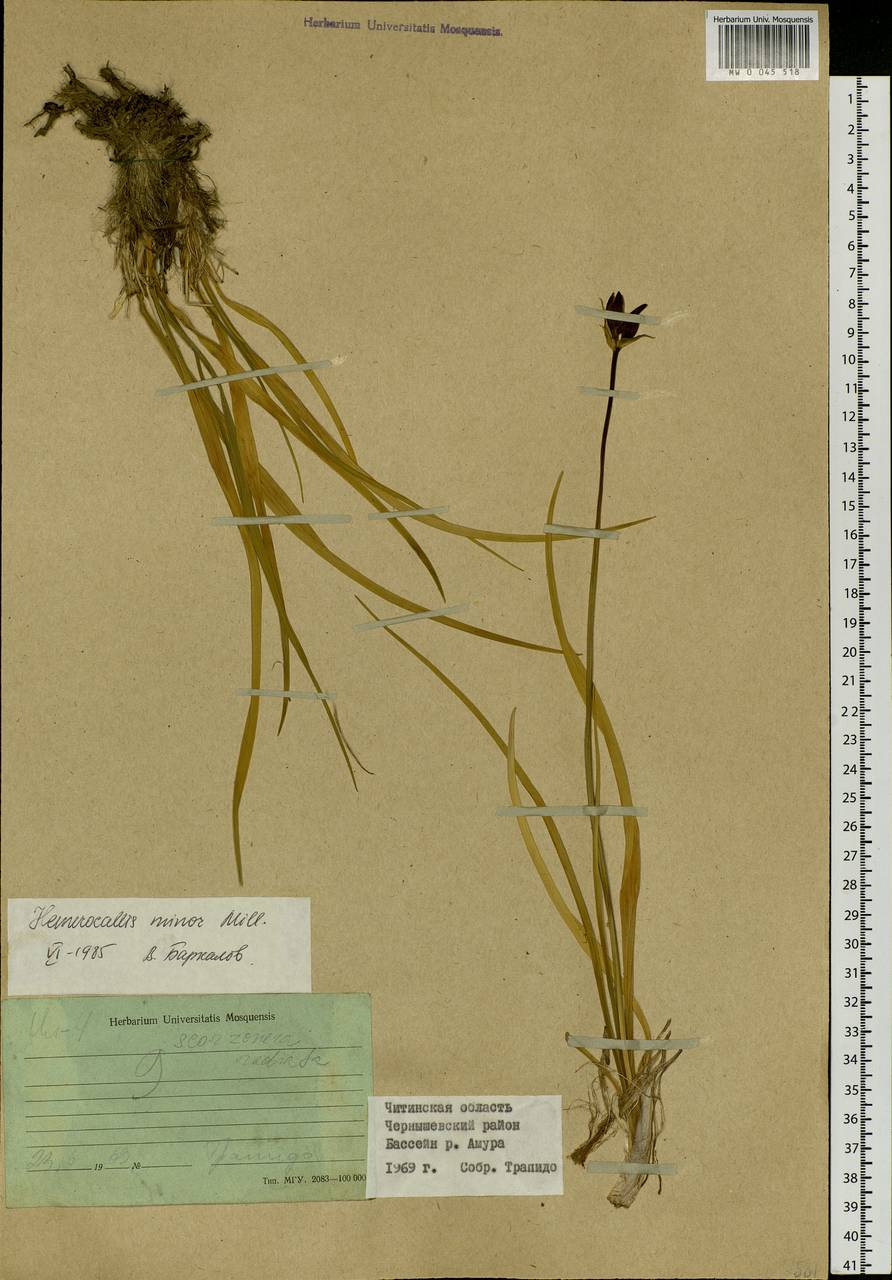 Hemerocallis minor Mill., Siberia, Baikal & Transbaikal region (S4) (Russia)