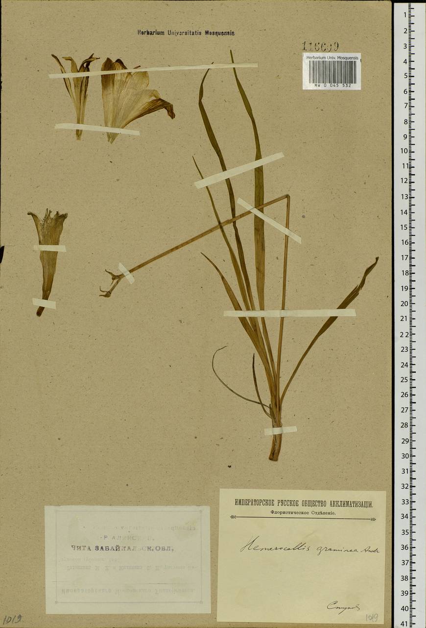 Hemerocallis minor Mill., Siberia, Baikal & Transbaikal region (S4) (Russia)