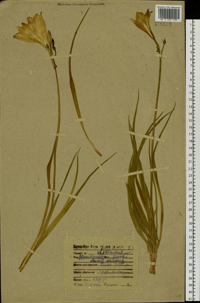 Hemerocallis minor Mill., Siberia, Baikal & Transbaikal region (S4) (Russia)
