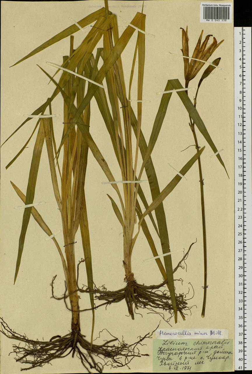 Hemerocallis minor Mill., Siberia, Central Siberia (S3) (Russia)