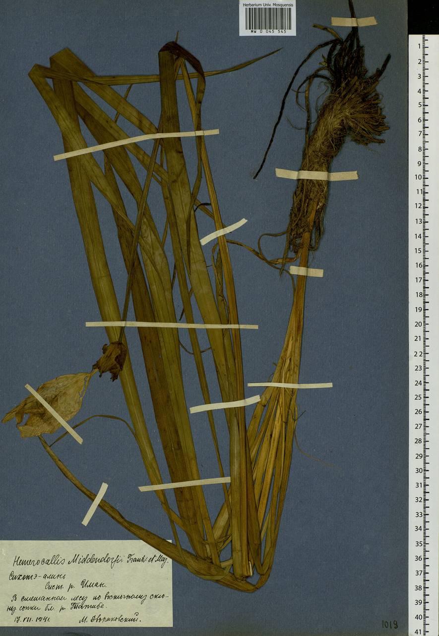 Hemerocallis middendorffii Trautv. & C.A.Mey., Siberia, Russian Far East (S6) (Russia)
