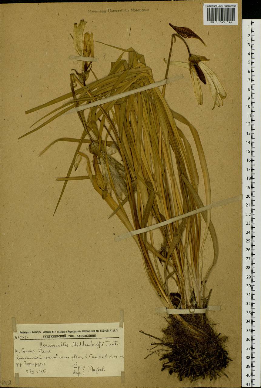Hemerocallis middendorffii Trautv. & C.A.Mey., Siberia, Russian Far East (S6) (Russia)