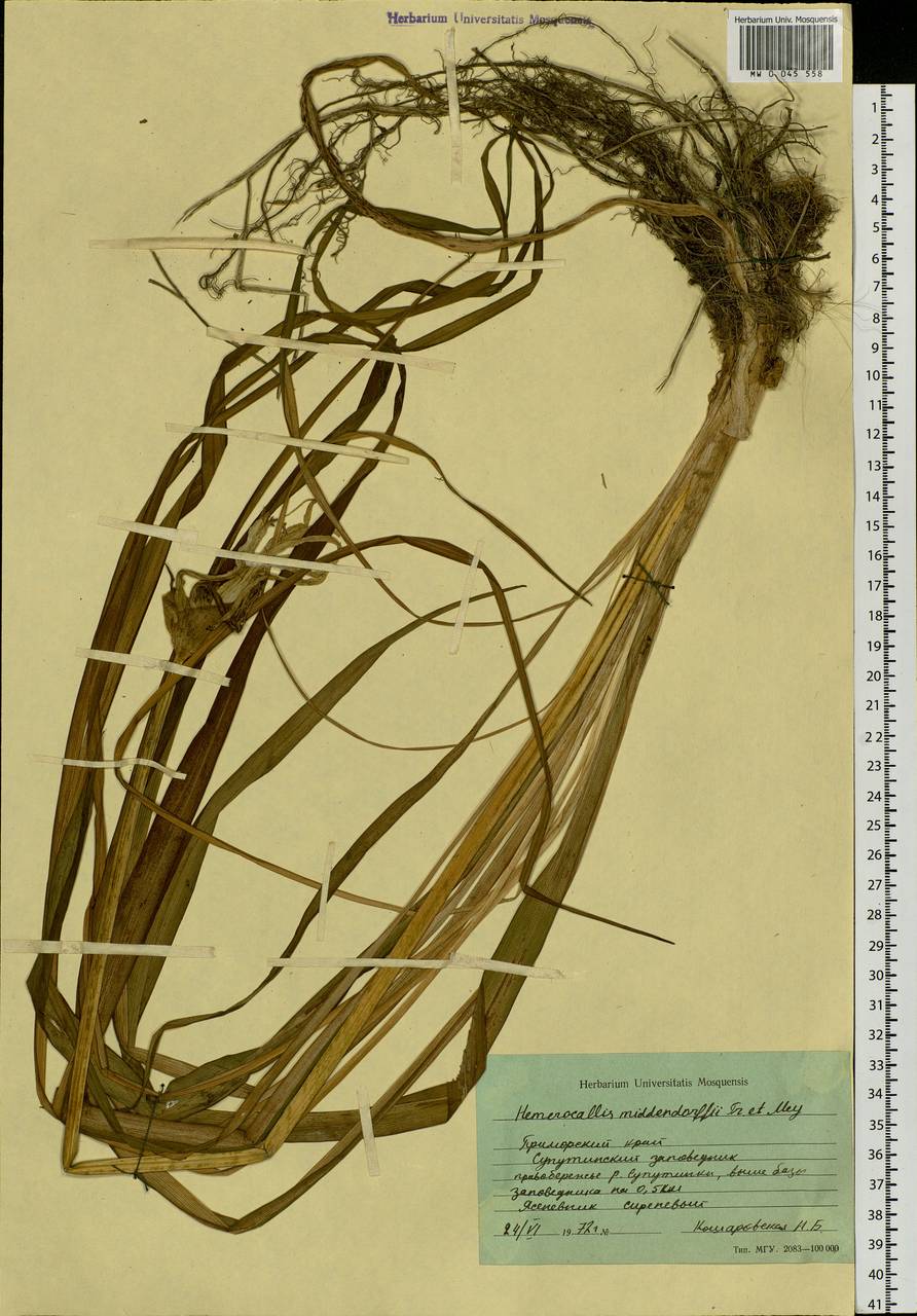 Hemerocallis middendorffii Trautv. & C.A.Mey., Siberia, Russian Far East (S6) (Russia)