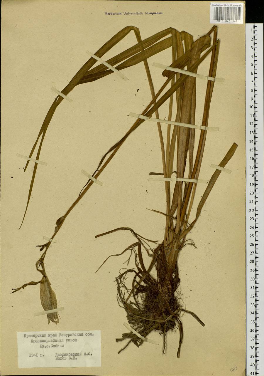 Hemerocallis middendorffii Trautv. & C.A.Mey., Siberia, Russian Far East (S6) (Russia)