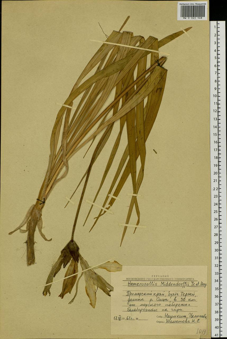 Hemerocallis middendorffii Trautv. & C.A.Mey., Siberia, Russian Far East (S6) (Russia)