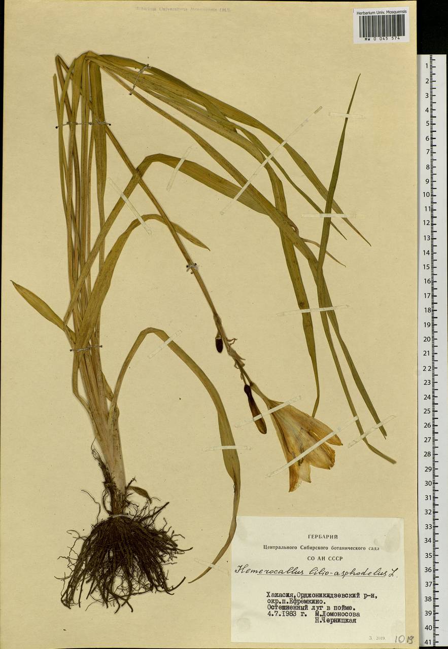 Hemerocallis lilioasphodelus L., Siberia, Altai & Sayany Mountains (S2) (Russia)