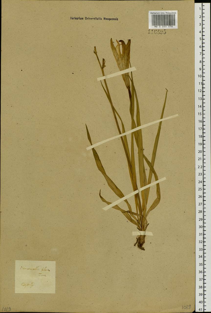 Hemerocallis lilioasphodelus L., Siberia, Baikal & Transbaikal region (S4) (Russia)