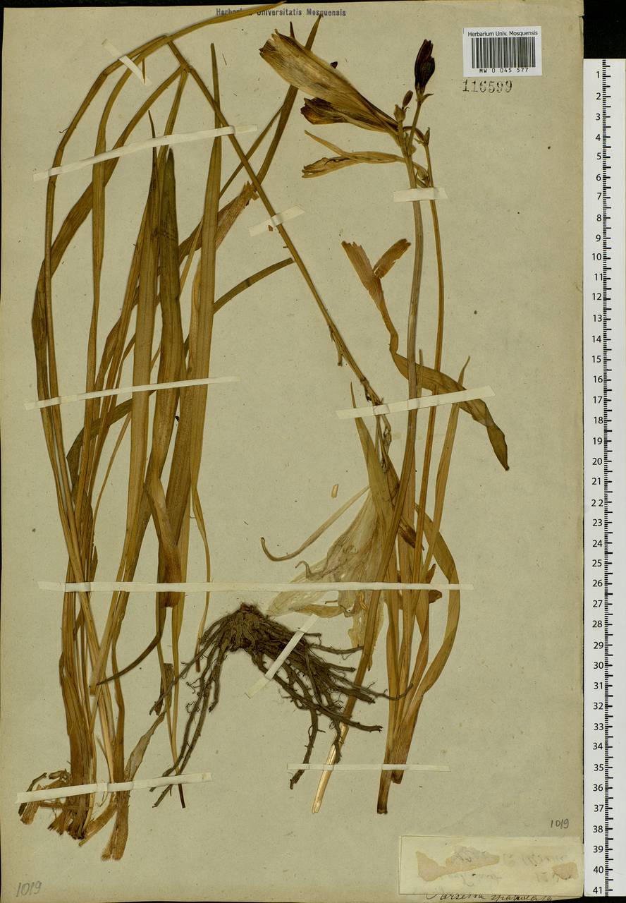 Hemerocallis lilioasphodelus L., Siberia, Baikal & Transbaikal region (S4) (Russia)