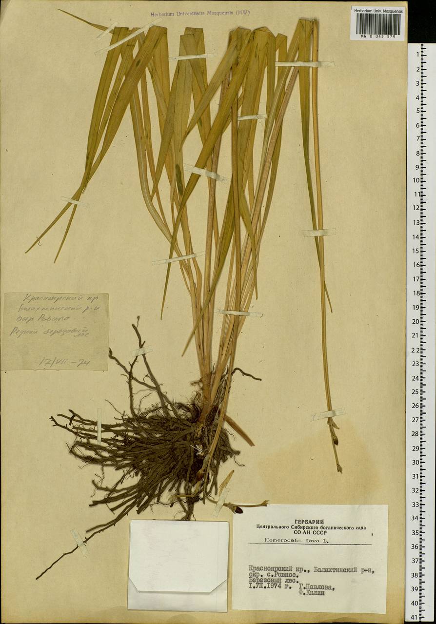 Hemerocallis lilioasphodelus L., Siberia, Altai & Sayany Mountains (S2) (Russia)