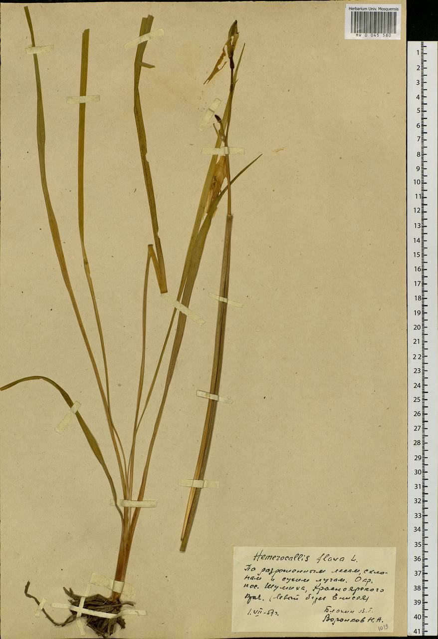 Hemerocallis lilioasphodelus L., Siberia, Central Siberia (S3) (Russia)