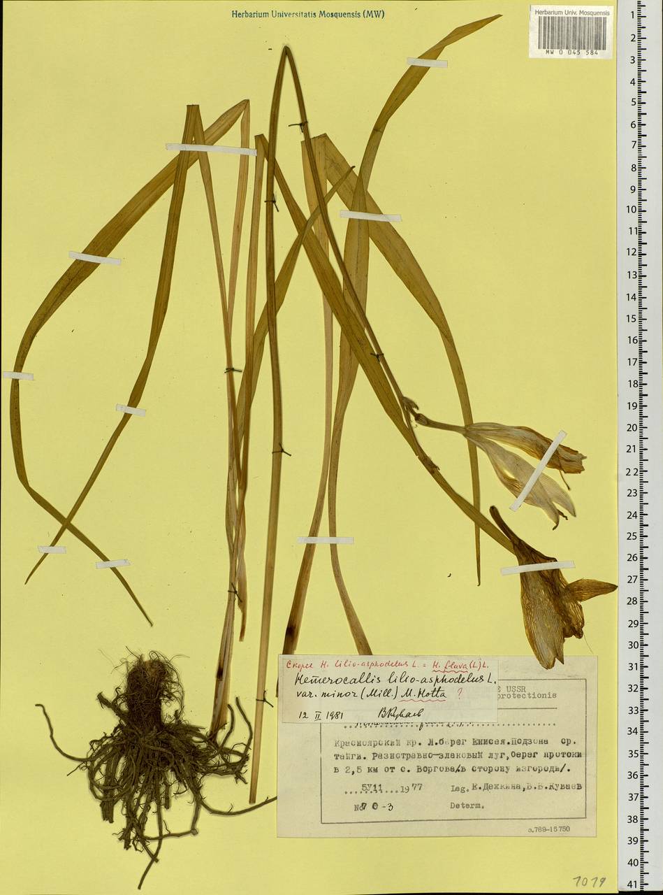 Hemerocallis lilioasphodelus L., Siberia, Central Siberia (S3) (Russia)