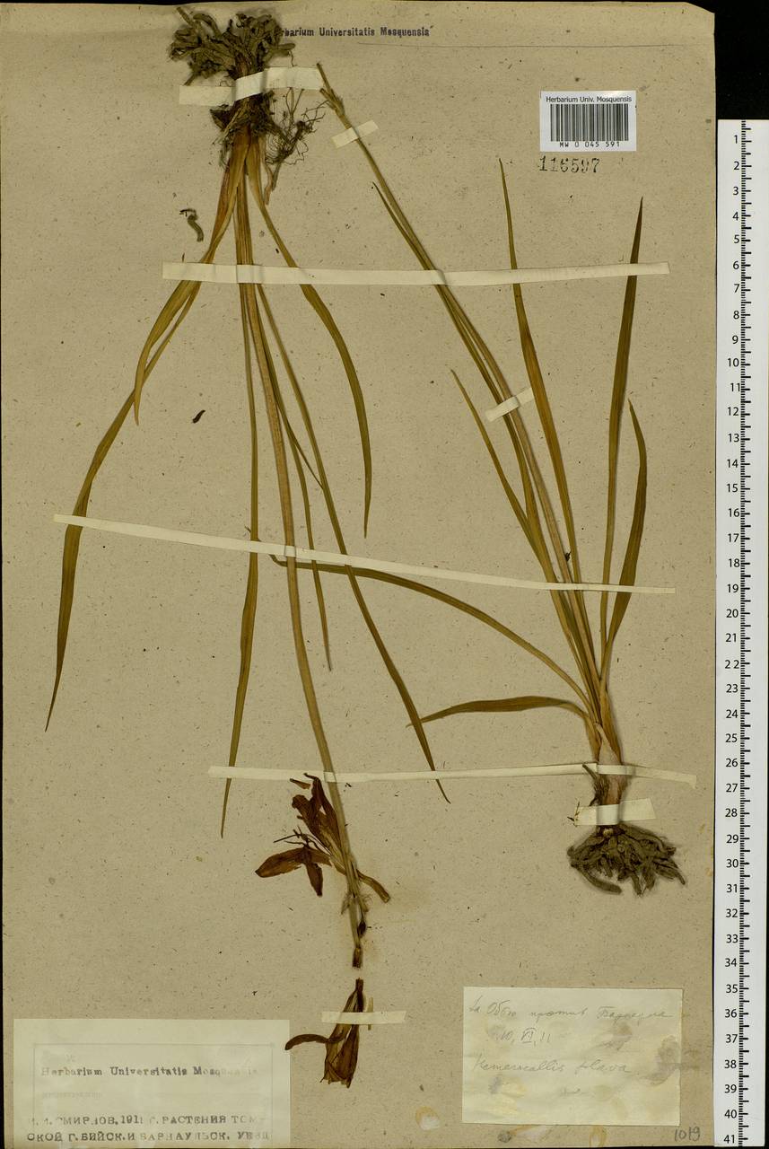 Hemerocallis lilioasphodelus L., Siberia, Altai & Sayany Mountains (S2) (Russia)