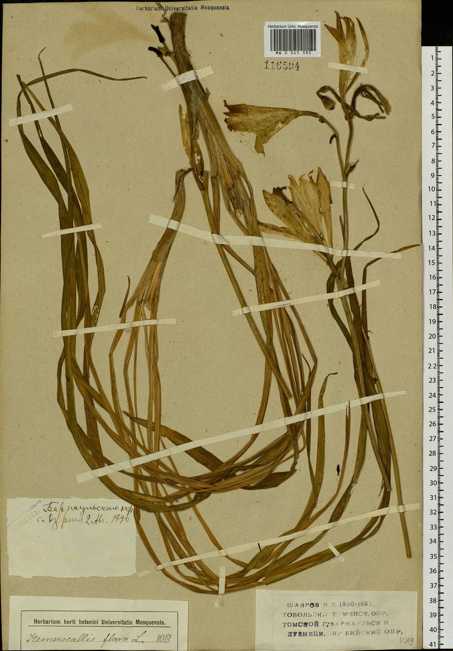 Hemerocallis lilioasphodelus L., Siberia, Altai & Sayany Mountains (S2) (Russia)