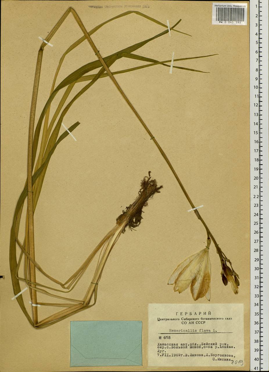 Hemerocallis lilioasphodelus L., Siberia, Altai & Sayany Mountains (S2) (Russia)