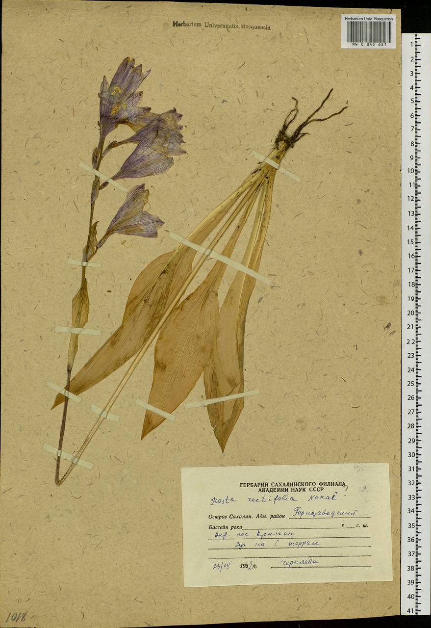 Hosta sieboldii (Paxton) J.W.Ingram, Siberia, Russian Far East (S6) (Russia)