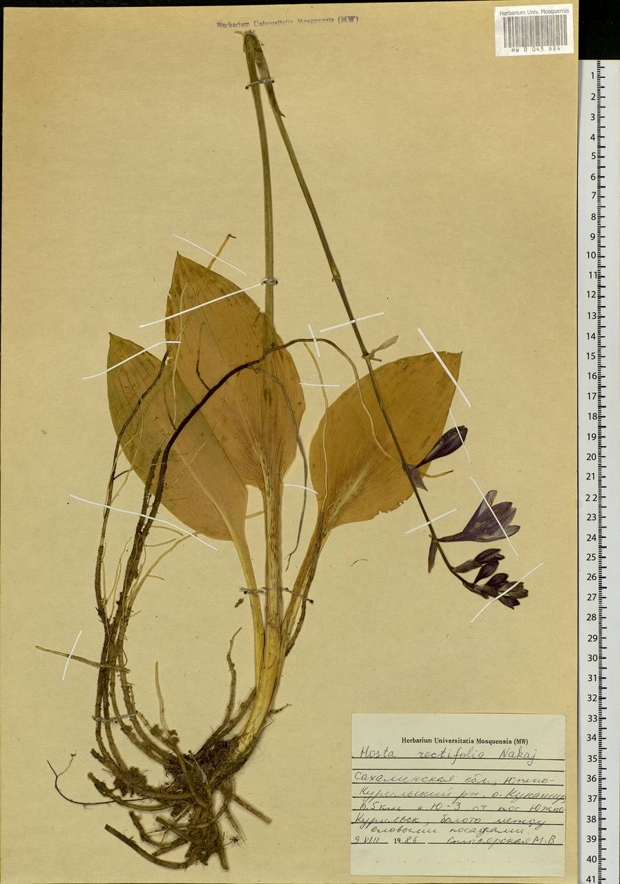 Hosta sieboldii (Paxton) J.W.Ingram, Siberia, Russian Far East (S6) (Russia)