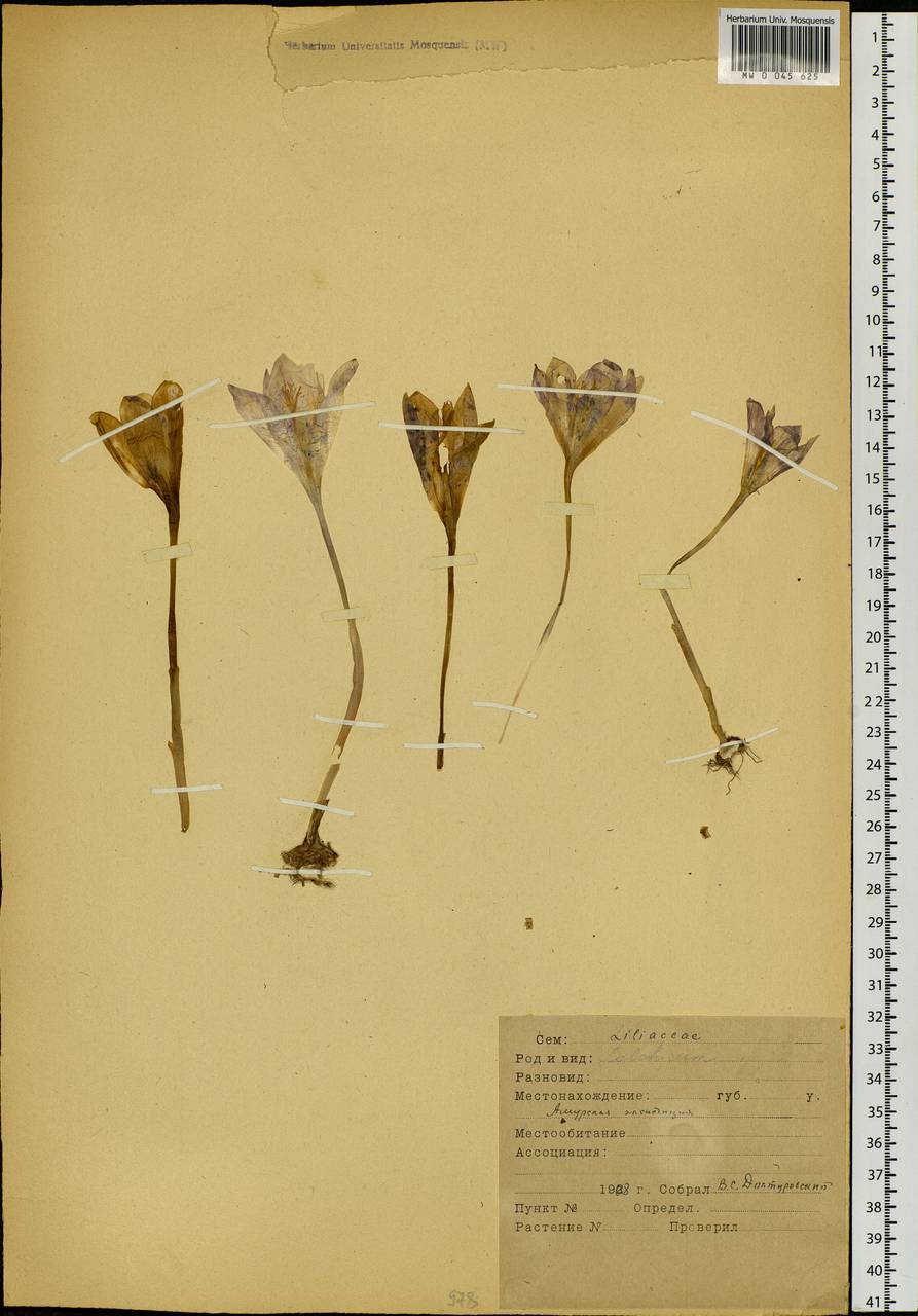 Colchicum, Siberia, Russian Far East (S6) (Russia)