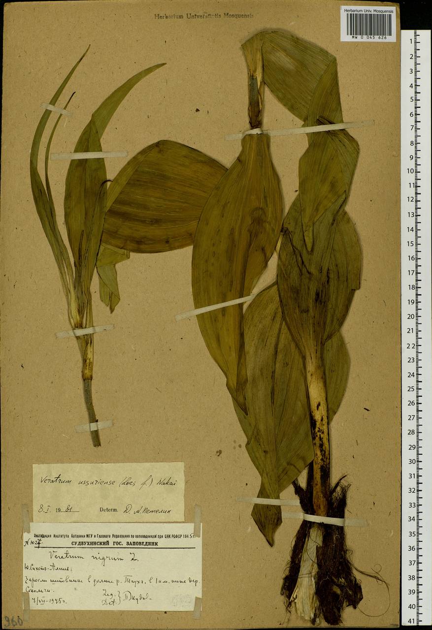 Veratrum nigrum L., Siberia, Russian Far East (S6) (Russia)