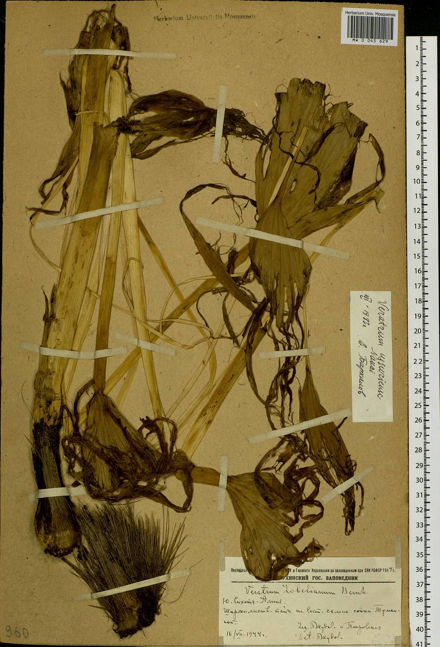 Veratrum nigrum L., Siberia, Russian Far East (S6) (Russia)