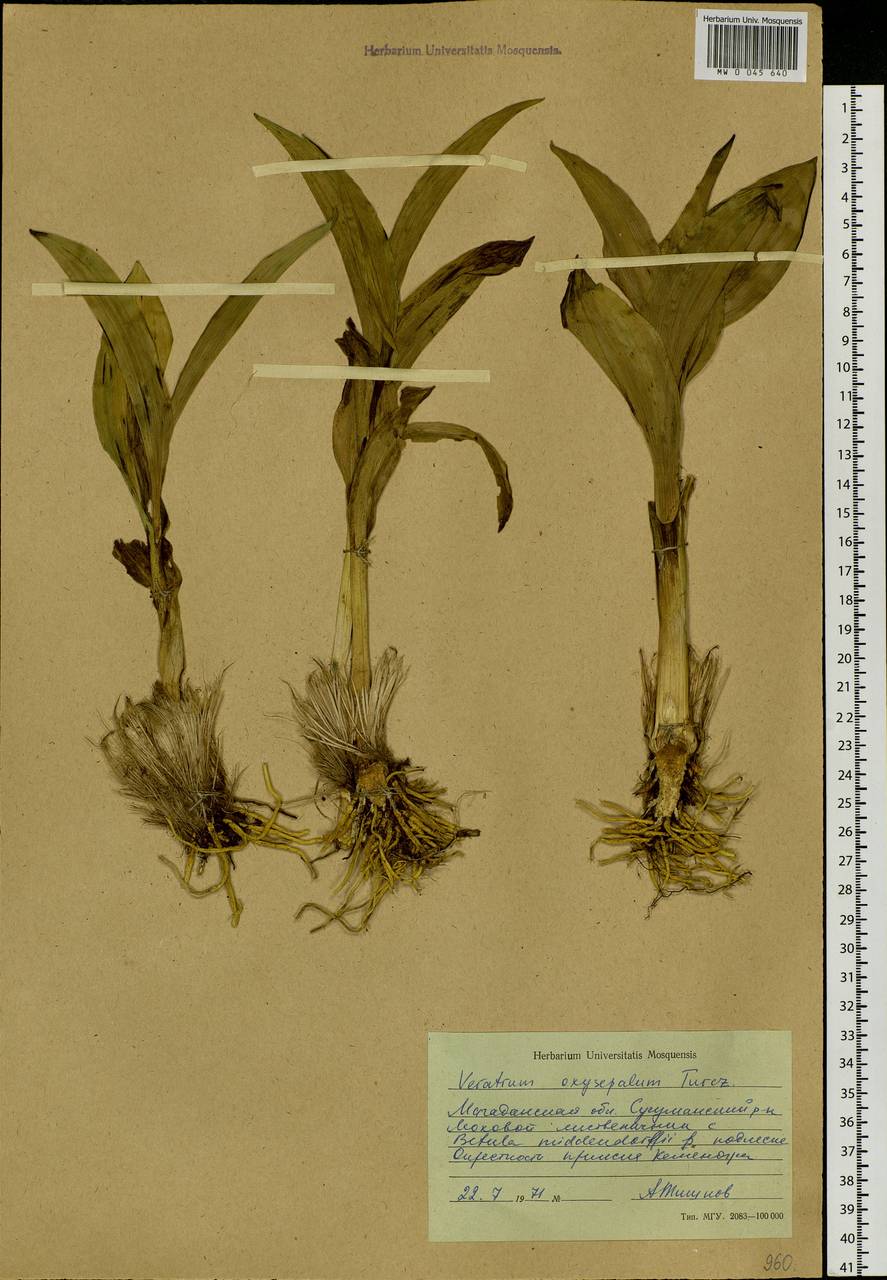 Veratrum oxysepalum Turcz., Siberia, Chukotka & Kamchatka (S7) (Russia)