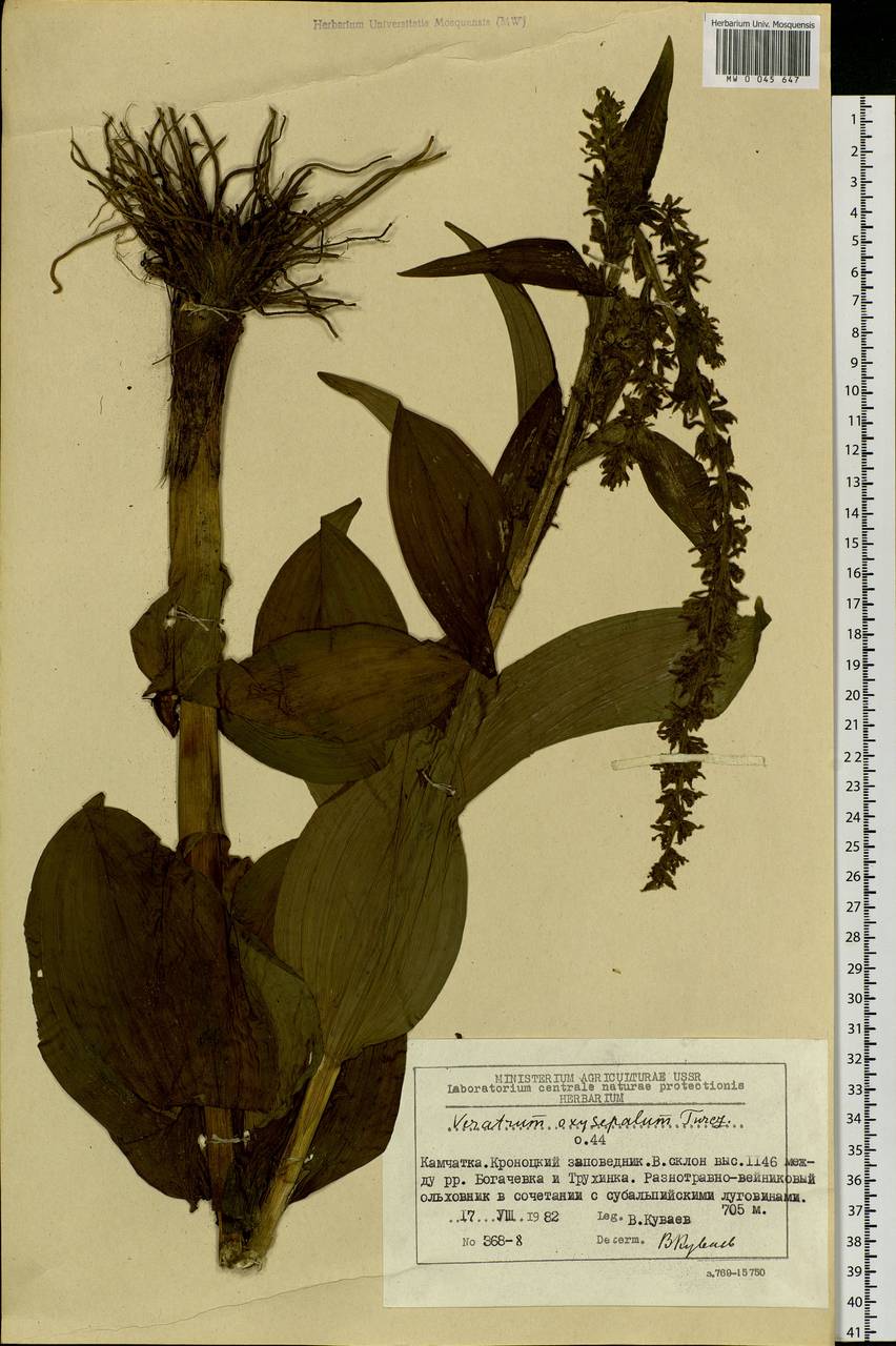 Veratrum oxysepalum Turcz., Siberia, Chukotka & Kamchatka (S7) (Russia)