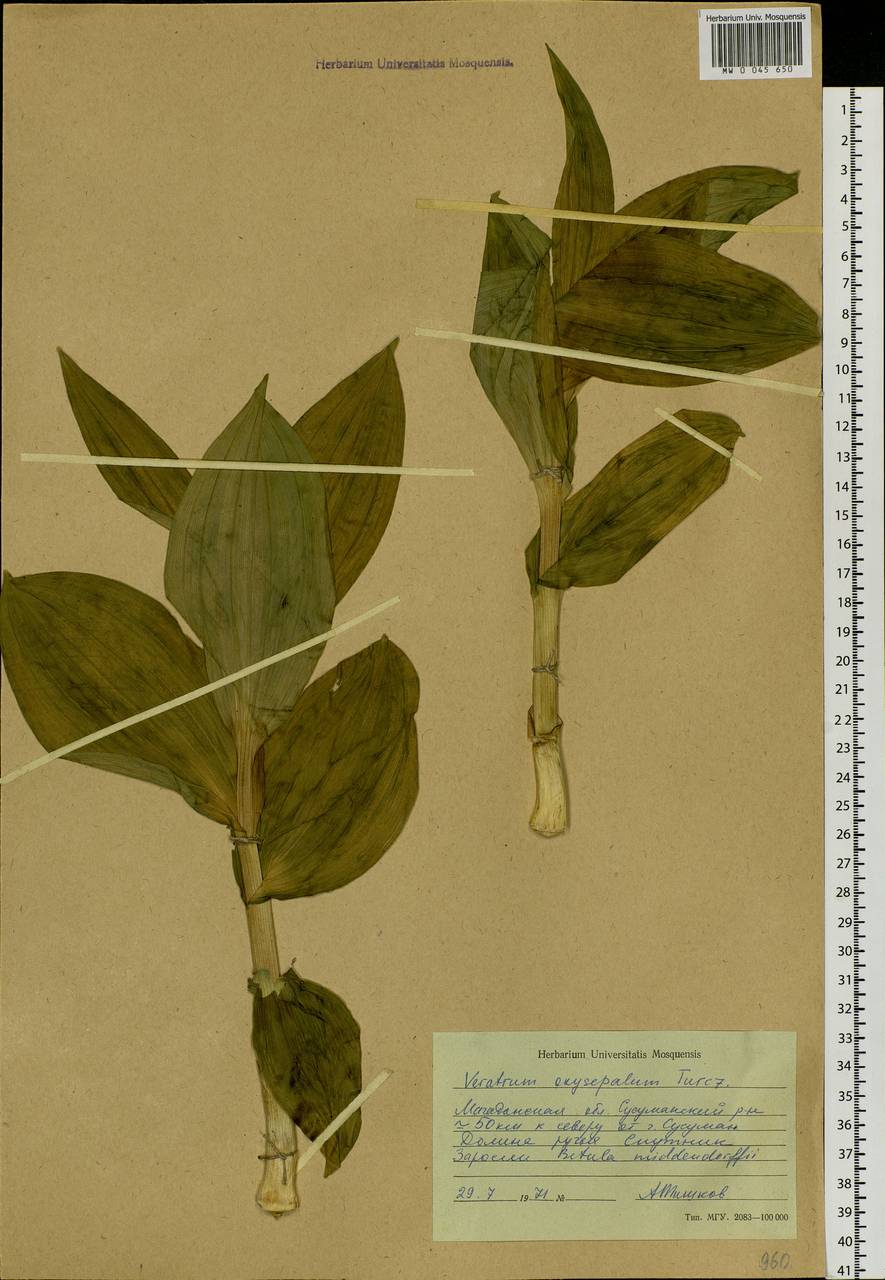 Veratrum oxysepalum Turcz., Siberia, Chukotka & Kamchatka (S7) (Russia)