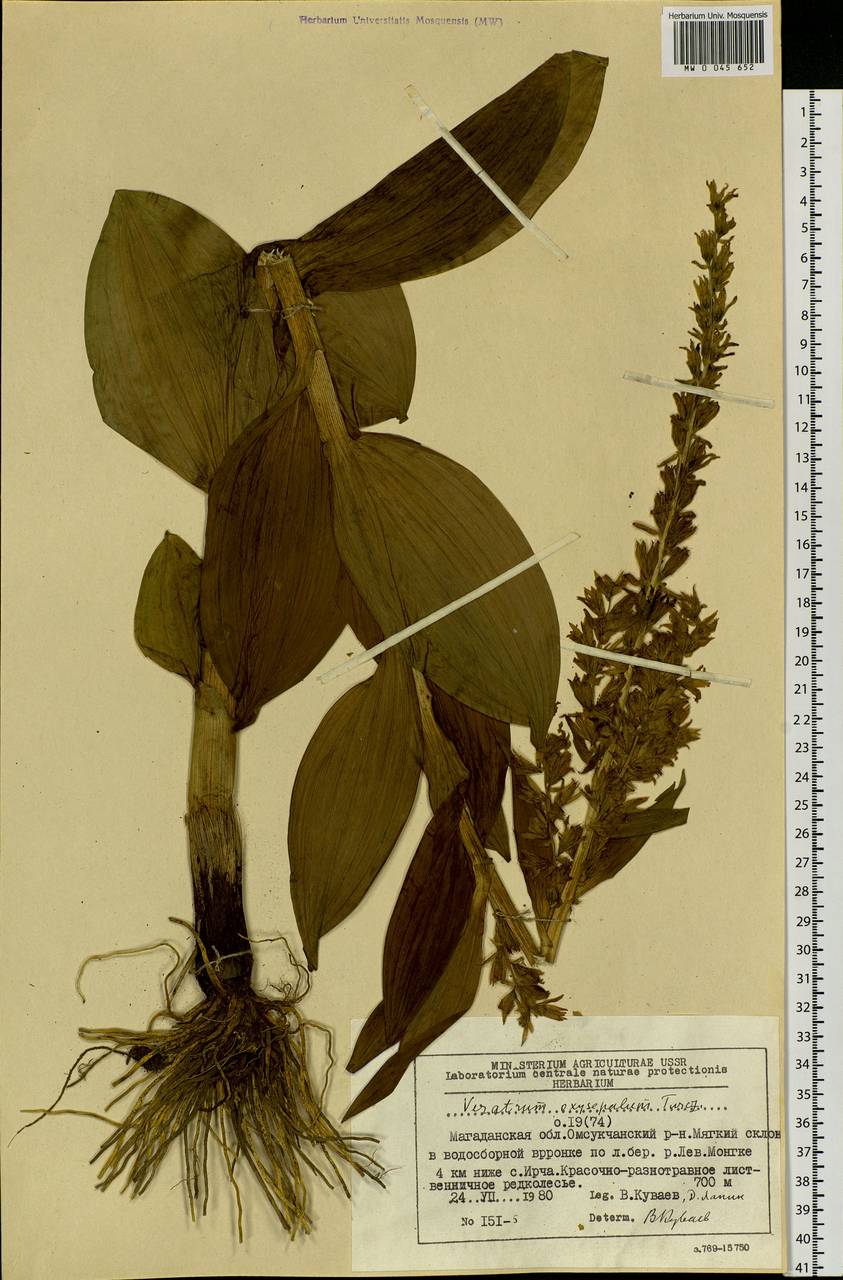 Veratrum oxysepalum Turcz., Siberia, Chukotka & Kamchatka (S7) (Russia)