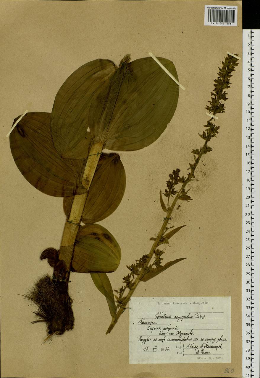 Veratrum oxysepalum Turcz., Siberia, Chukotka & Kamchatka (S7) (Russia)