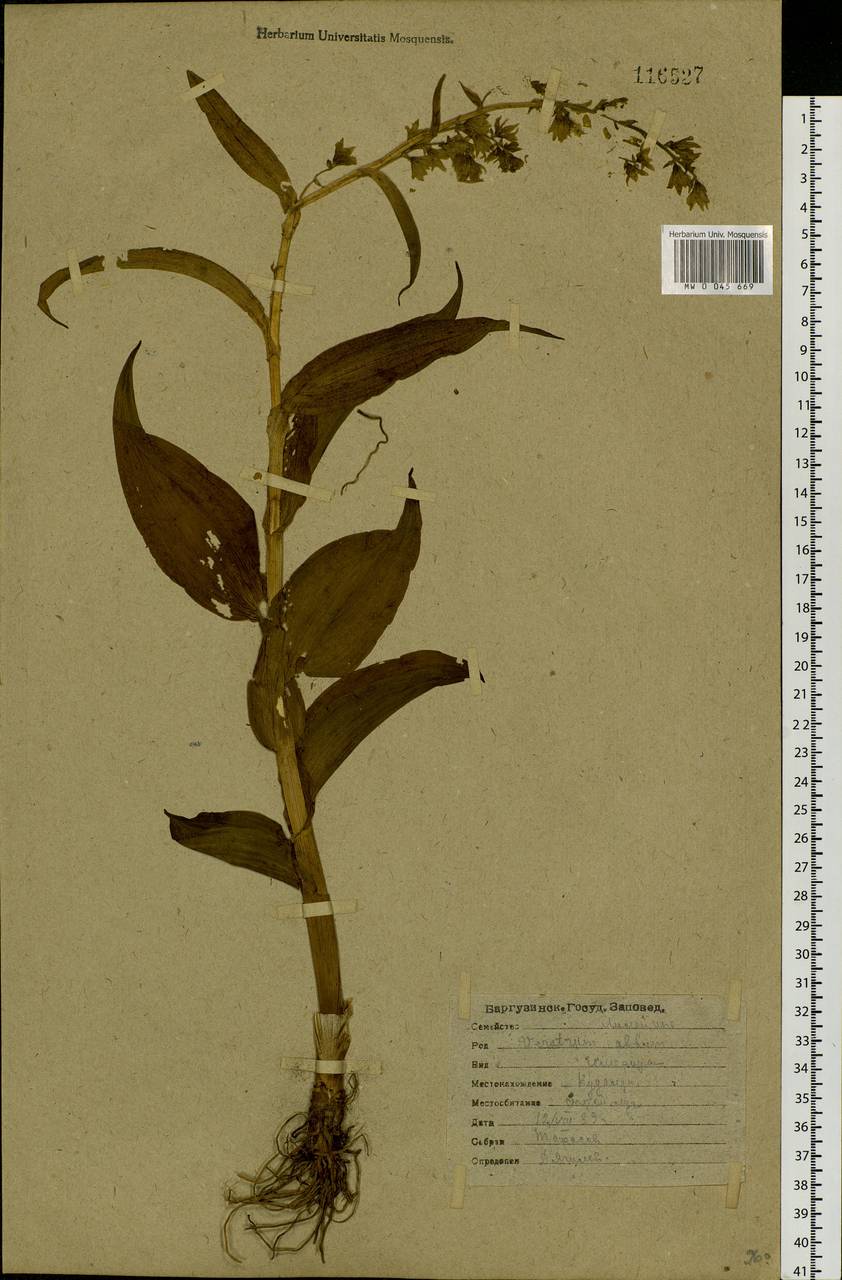 Veratrum oxysepalum Turcz., Siberia, Baikal & Transbaikal region (S4) (Russia)