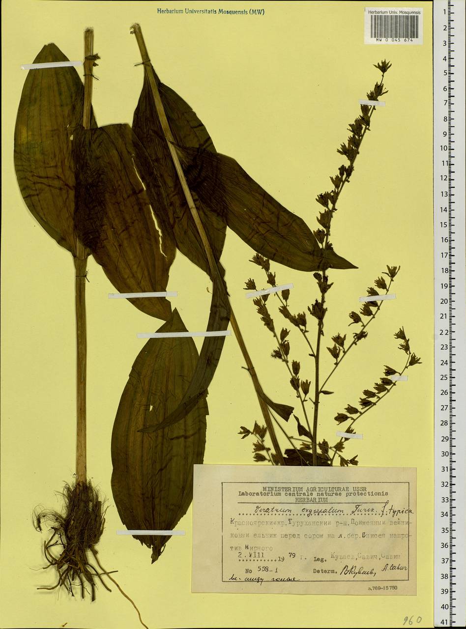 Veratrum oxysepalum Turcz., Siberia, Central Siberia (S3) (Russia)