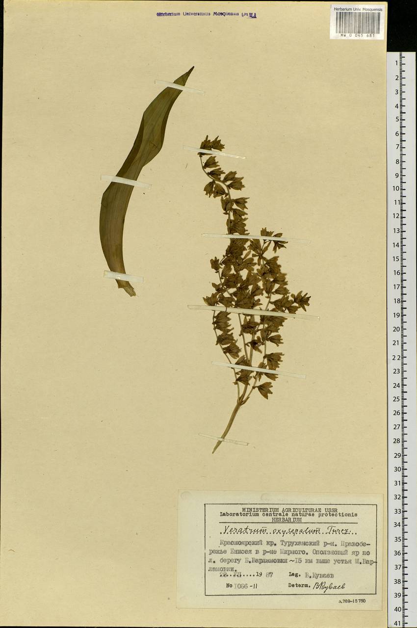 Veratrum oxysepalum Turcz., Siberia, Central Siberia (S3) (Russia)