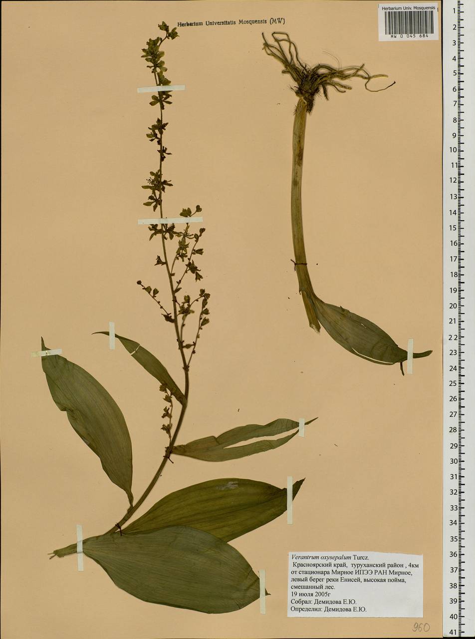 Veratrum oxysepalum Turcz., Siberia, Central Siberia (S3) (Russia)