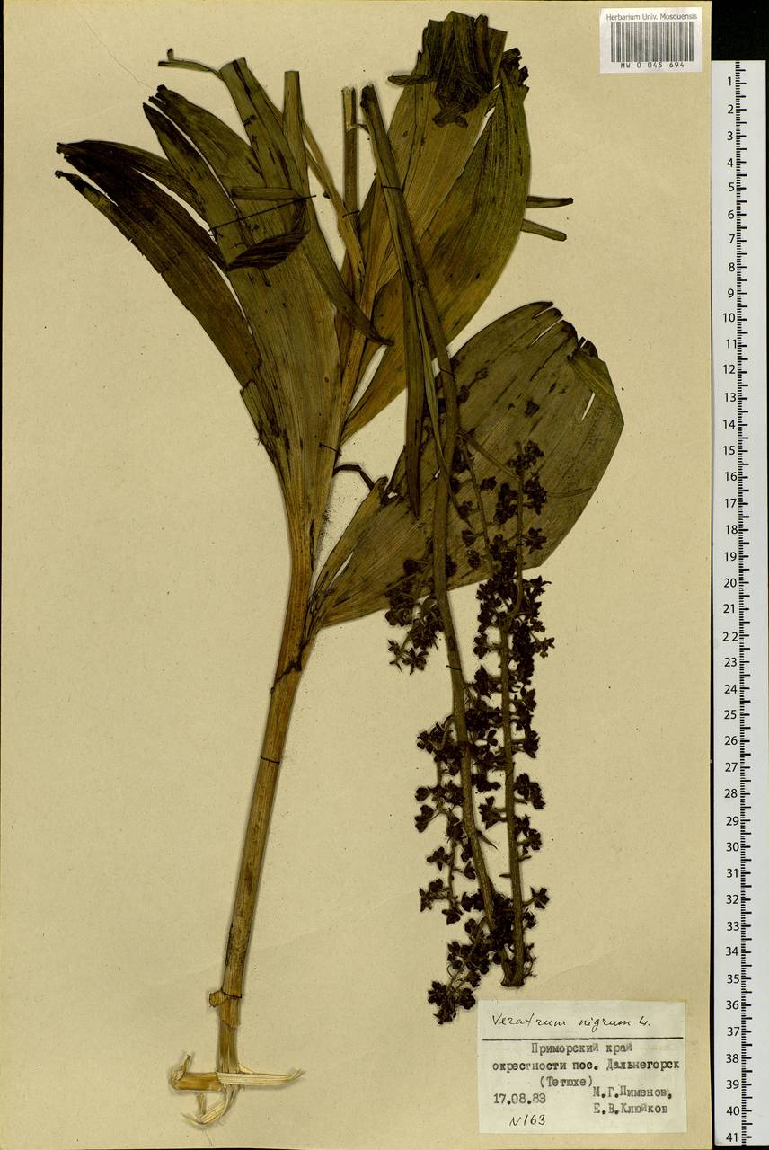 Veratrum nigrum L., Siberia, Russian Far East (S6) (Russia)