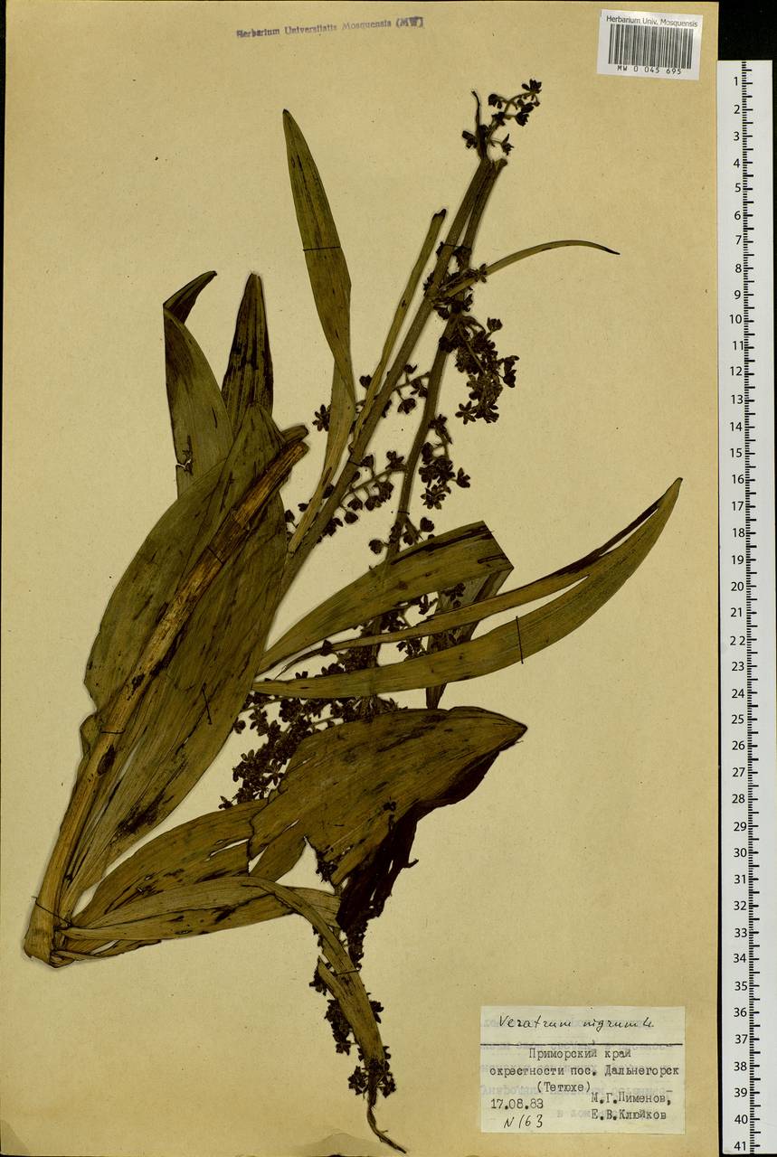 Veratrum nigrum L., Siberia, Russian Far East (S6) (Russia)