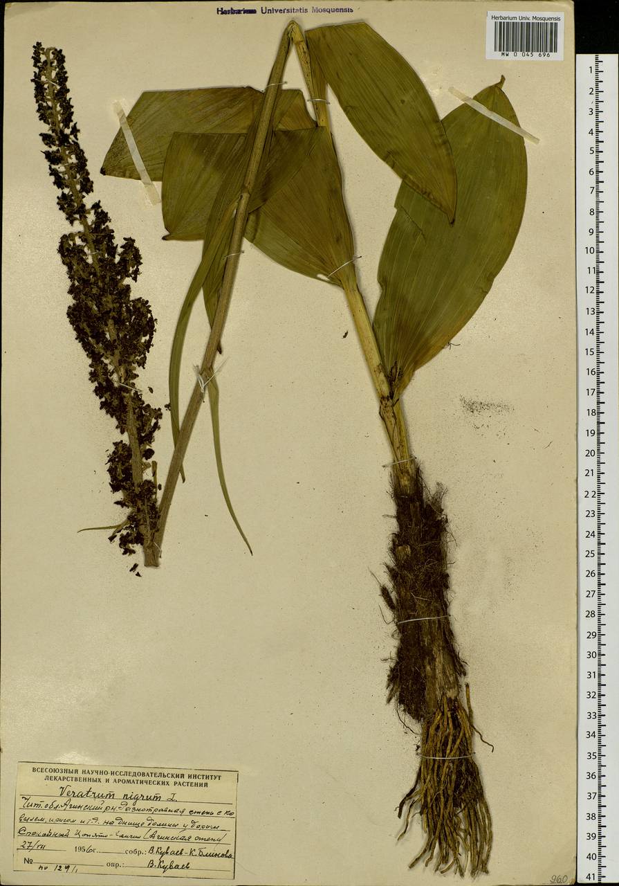 Veratrum nigrum L., Siberia, Baikal & Transbaikal region (S4) (Russia)