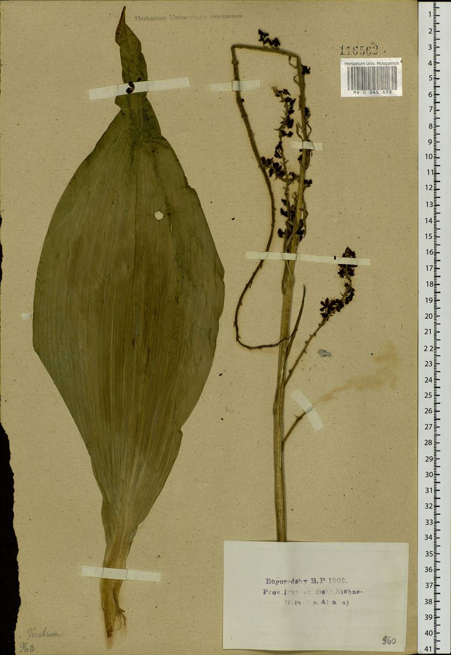 Veratrum nigrum L., Siberia, Baikal & Transbaikal region (S4) (Russia)