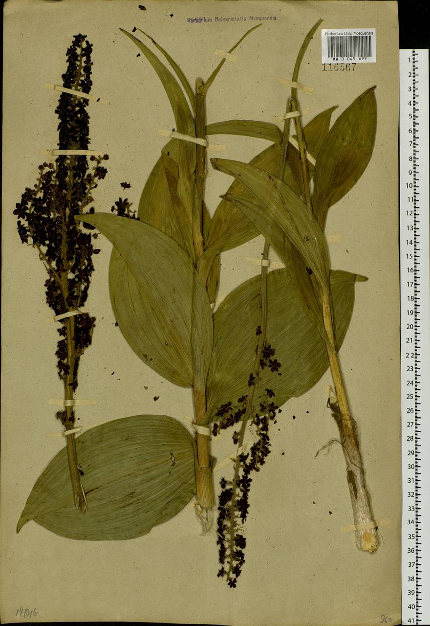 Veratrum nigrum L., Siberia, Baikal & Transbaikal region (S4) (Russia)